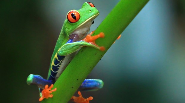 web-costa-rica-nature-frog-green-victor-cc.jpg