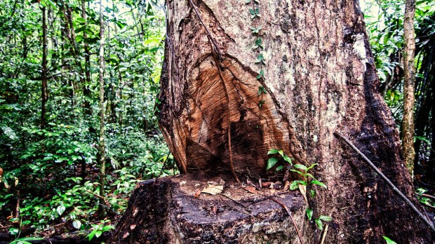 web-deforestation-amazonia-tree-marco-simola-for-center-for-international-forestry-research-cifor-cc.jpg