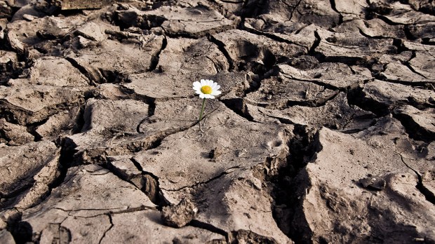 web-ecology-dry-desert-flower-alone-hernc3a1n-pic3b1era-cc.jpg