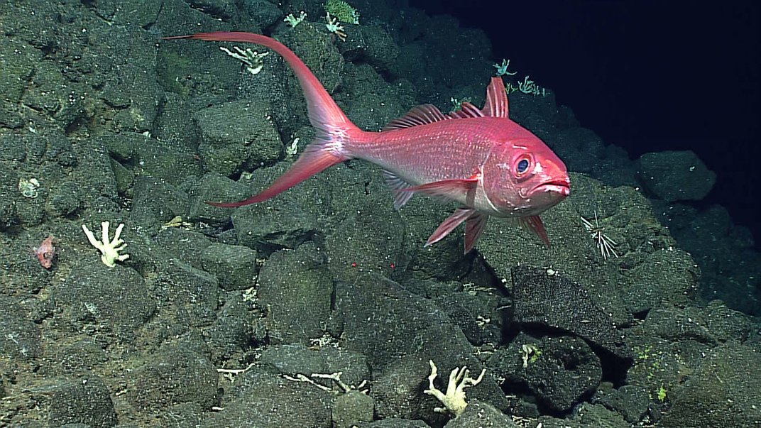 Utilizando un sonar, el Okeanos genera imágenes de alta resolución del fondo marino. 