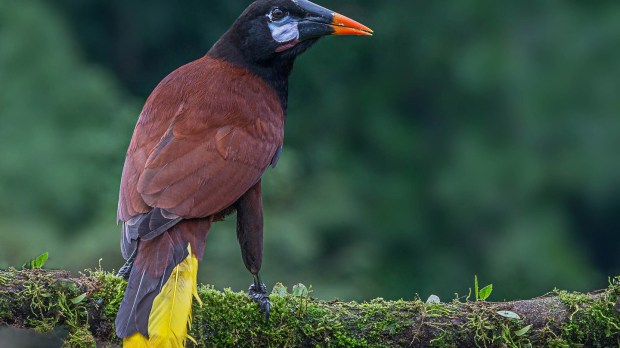 web-costa-rica-bird-tourism-andy-morffew-cc.jpg
