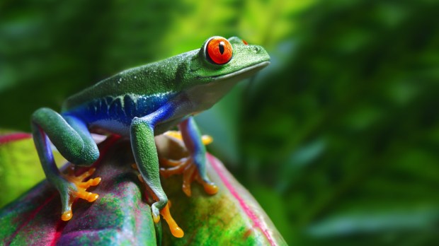 web-costa-rica-frog-nature-green-shutterstock_81590860-brandon-alms-ai.jpg