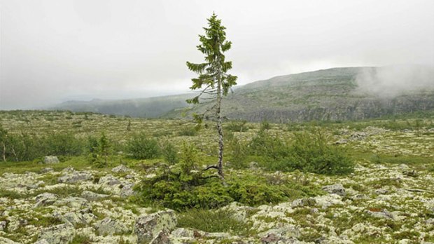 oldest-tree-old-tjikko-sweden-14.jpg