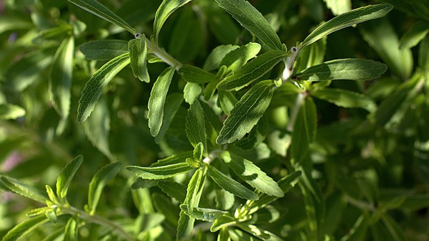 web-stevia-green-manuel-cc.jpg