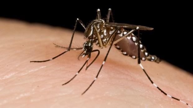 web-mosquito-dengue-dfat-photo-library-cc