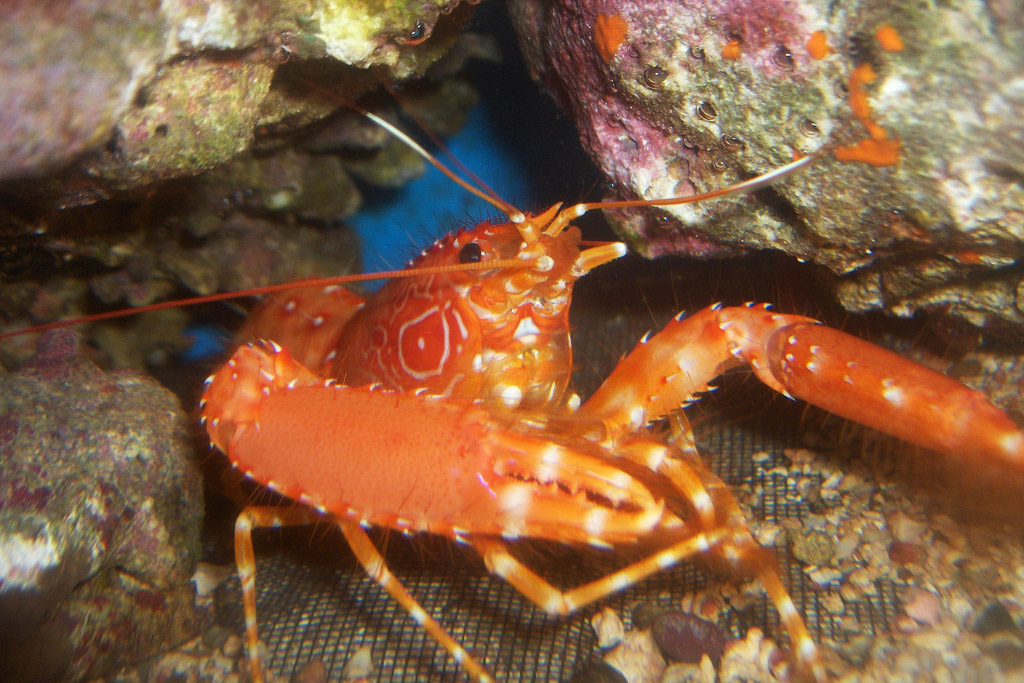 web-lobster-sea-karin-dirkx-cc