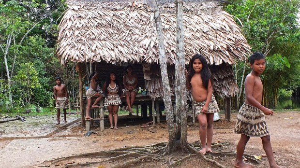 web-native-peru-amazonia-bora-alobos-life-cc