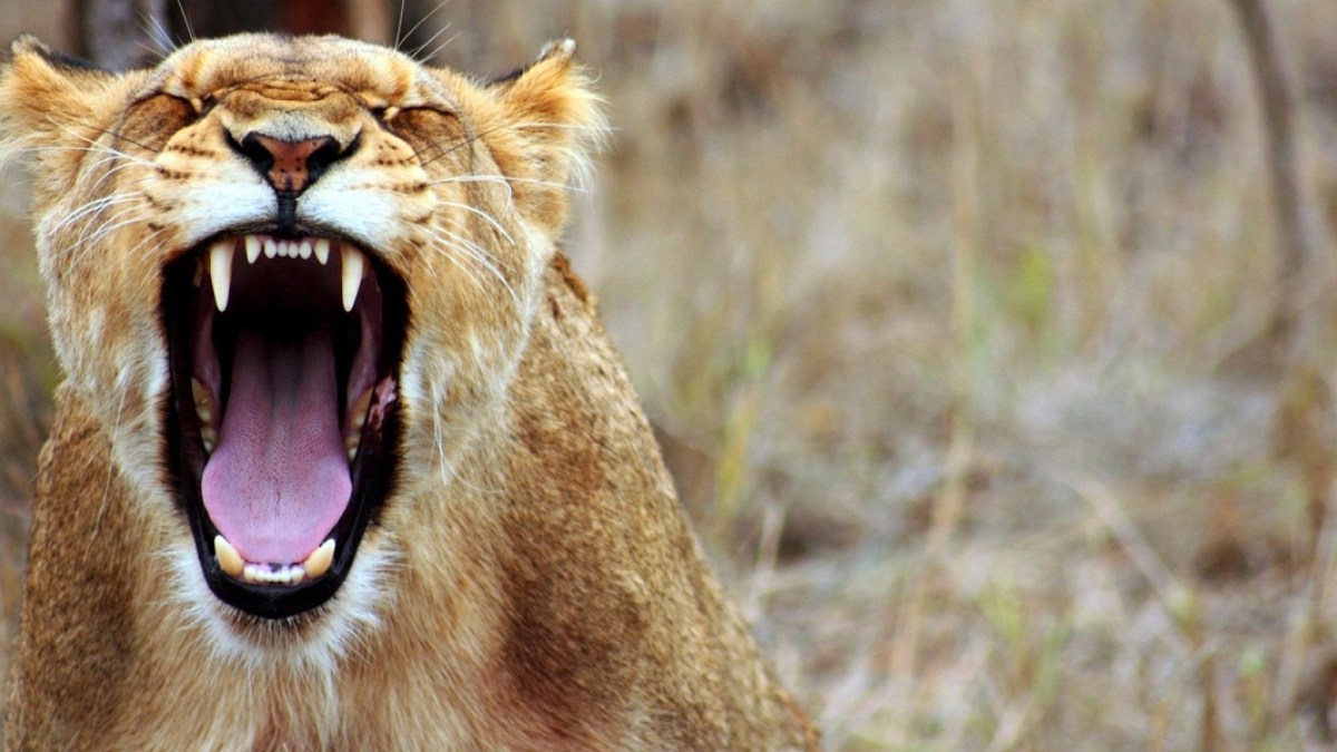 hero-angry-lion-yells-publicdomain