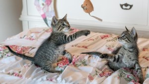 kittens-cats-foster-playing-160755