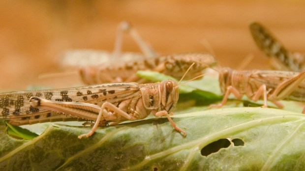 web-locust-plague-steve-harris-cc