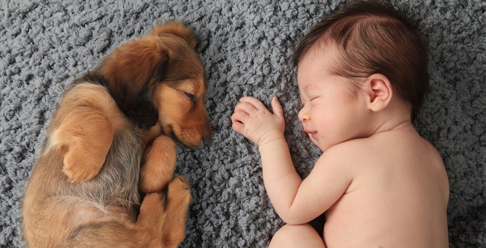 web-puppy-baby-maternity-leave-hannamariah-shutterstock