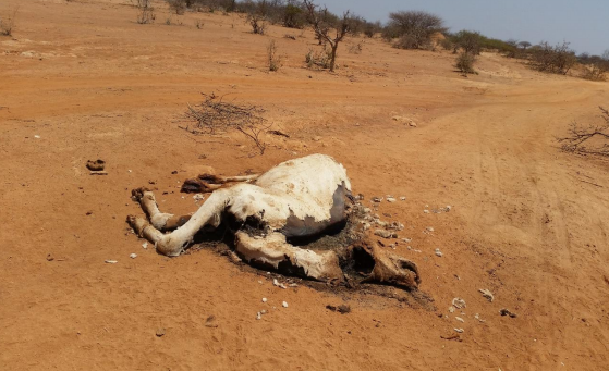 Vaca muerta en estado de putrefacción, bajo el implacable sol. Caldo de cultivo para enfermedades como el ántrax. 