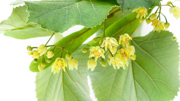 Tila, la flor sedante que lleva miel Tila, la flor sedante que lleva miel