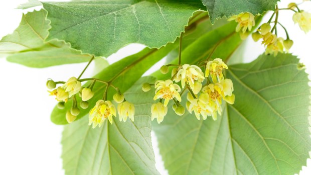 WEB-LIMETREE-LINDEN-FLOWER-shutterstock_524406262-Bildagentur Zoonar GmbH-AI