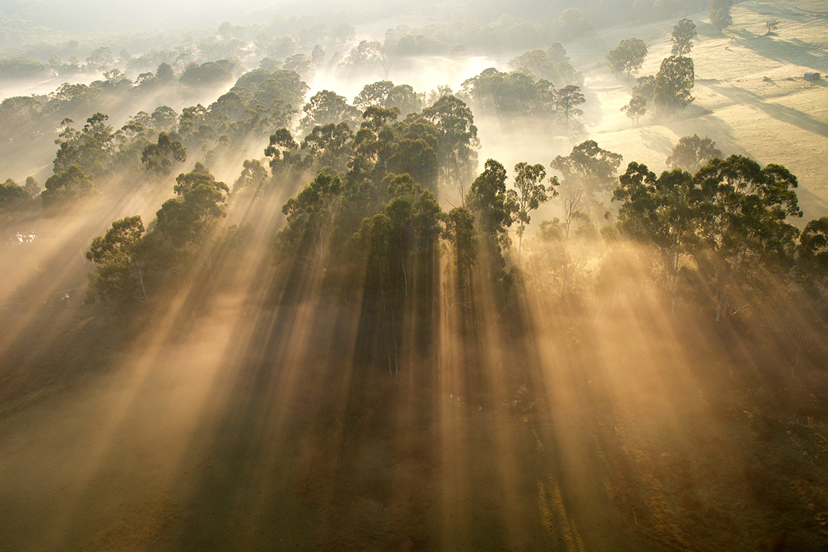 web-sunrise-trees-mist-fog-high-angle-steve-lacy-cc