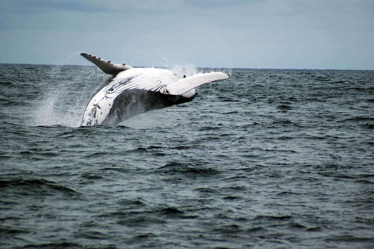 web-whale-sea-pilar-exposito-morillas-cc