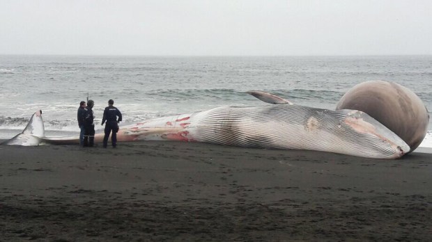 WEB3-CHILE-WHALE-Twitter-Armada de Chile