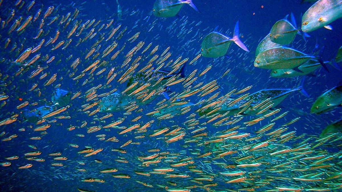 1024px-moofushi_kandu_fish