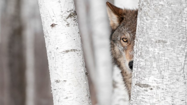 Grey Wolf (Canis lupus) Behind Tree &#8211; captive animal