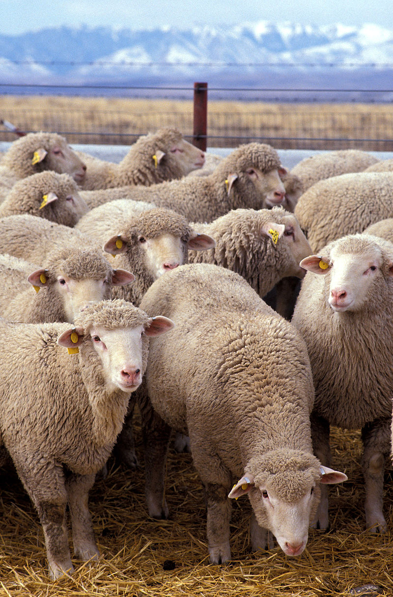 BLOG – DEACON GREG 800px-Flock_of_sheep
