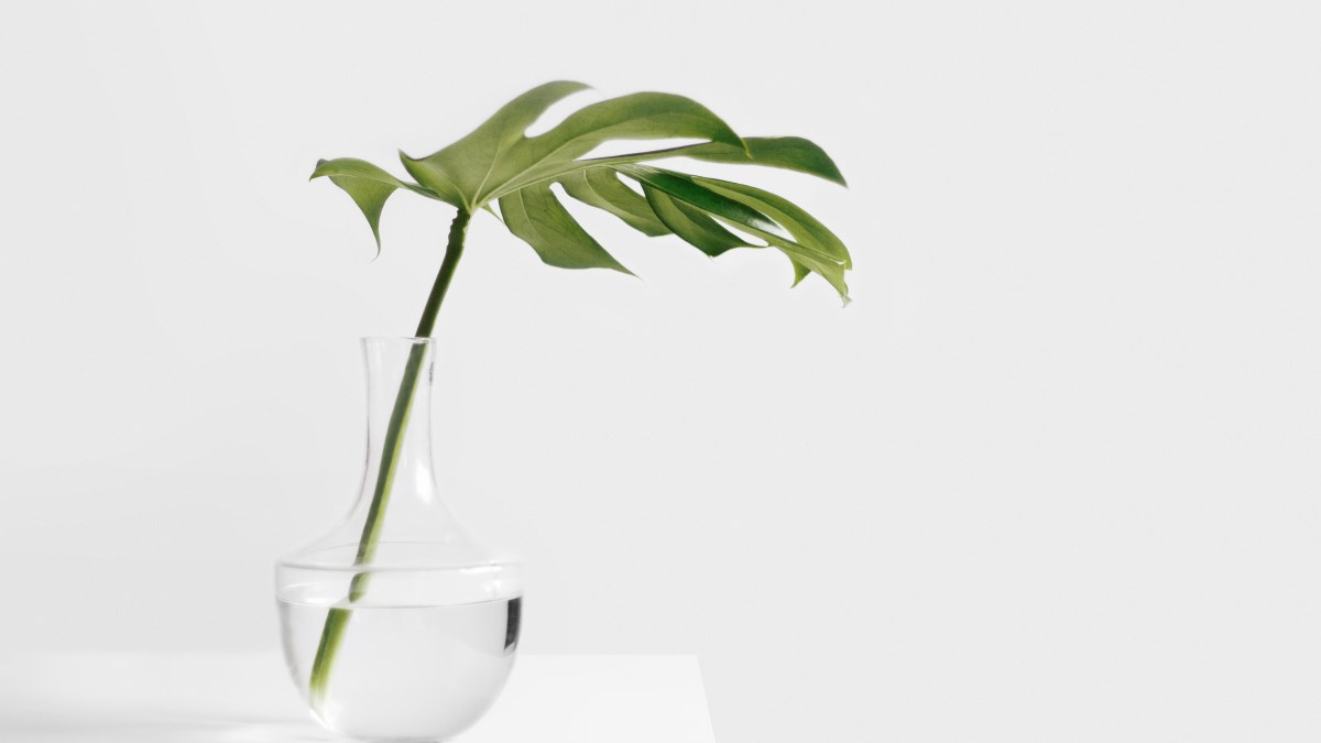 sarah-dorweiler-plante