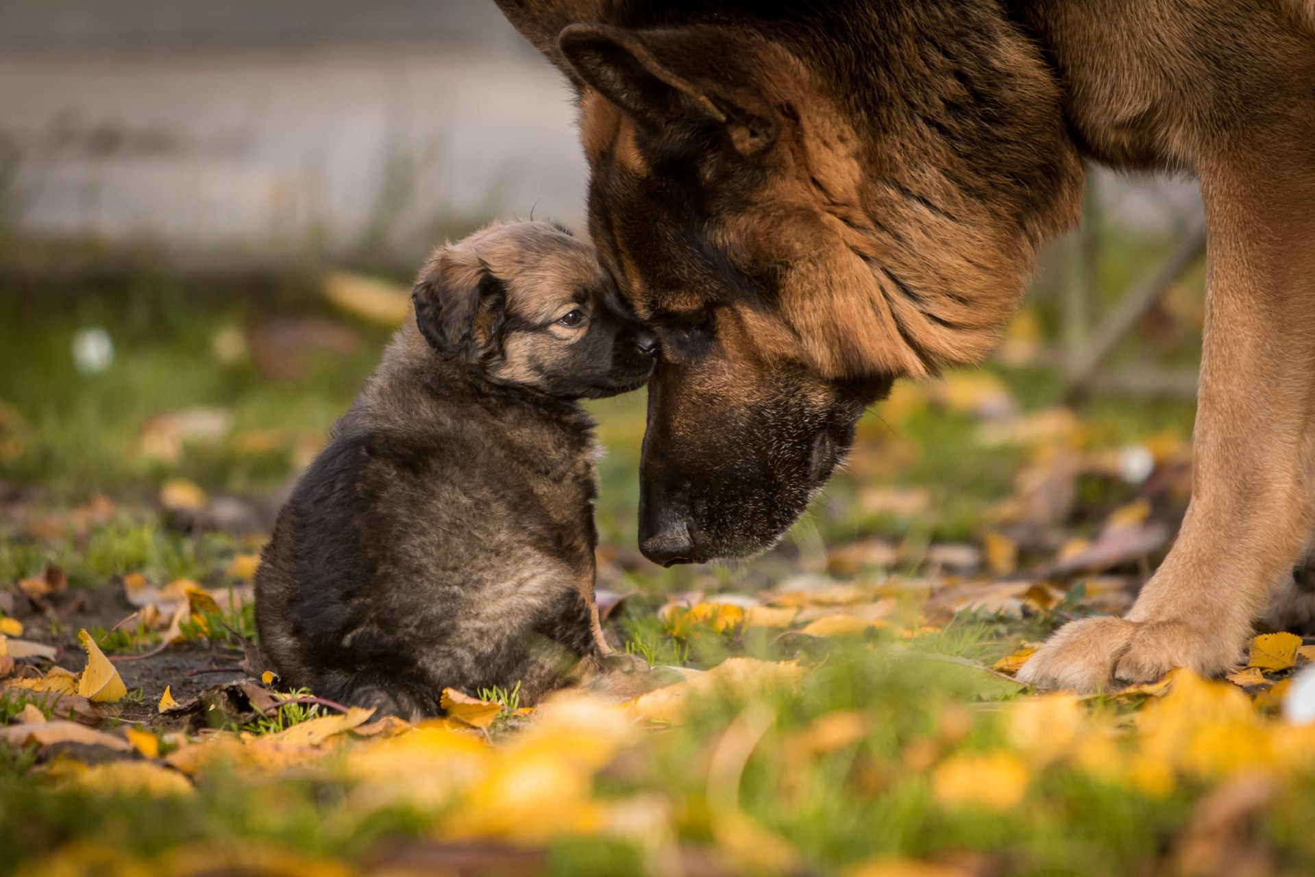 shutterstock_159354989