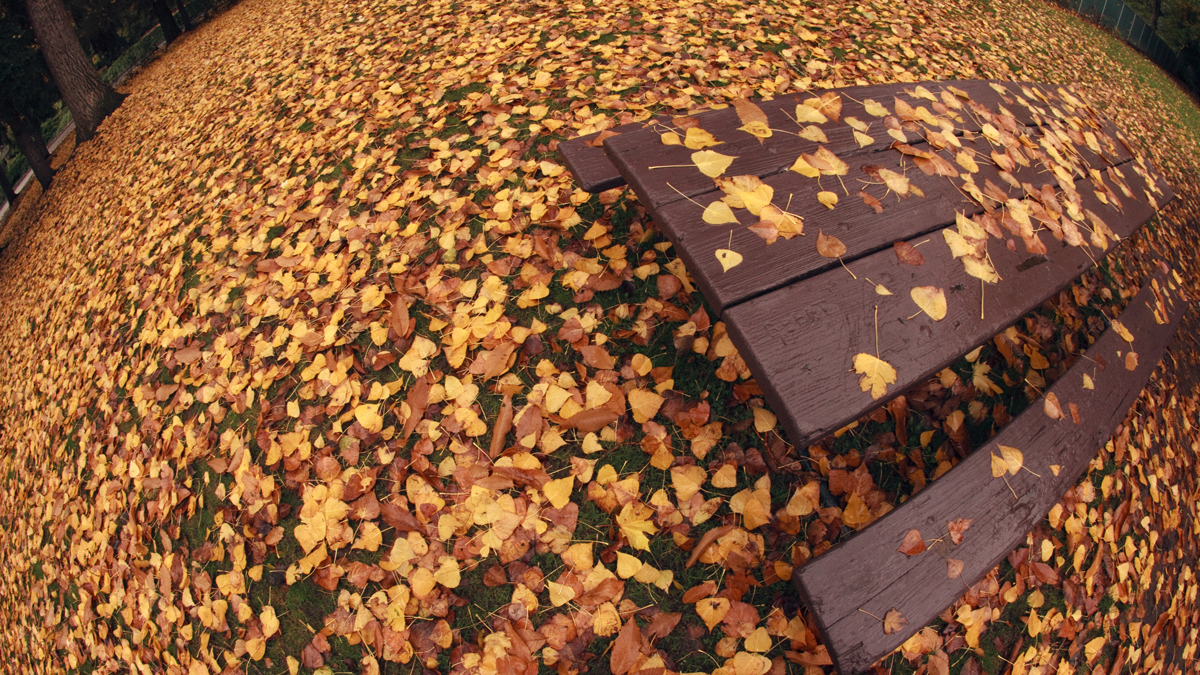 web-autumn-bench-leaves-fisheye-ian-sane-cc