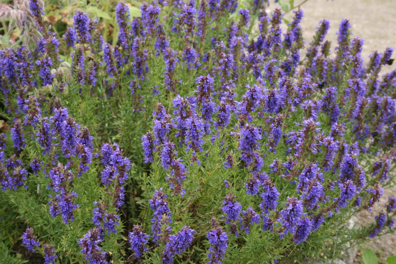 web bible plants Hyssopus-officinalis-habit ©Wikimedia