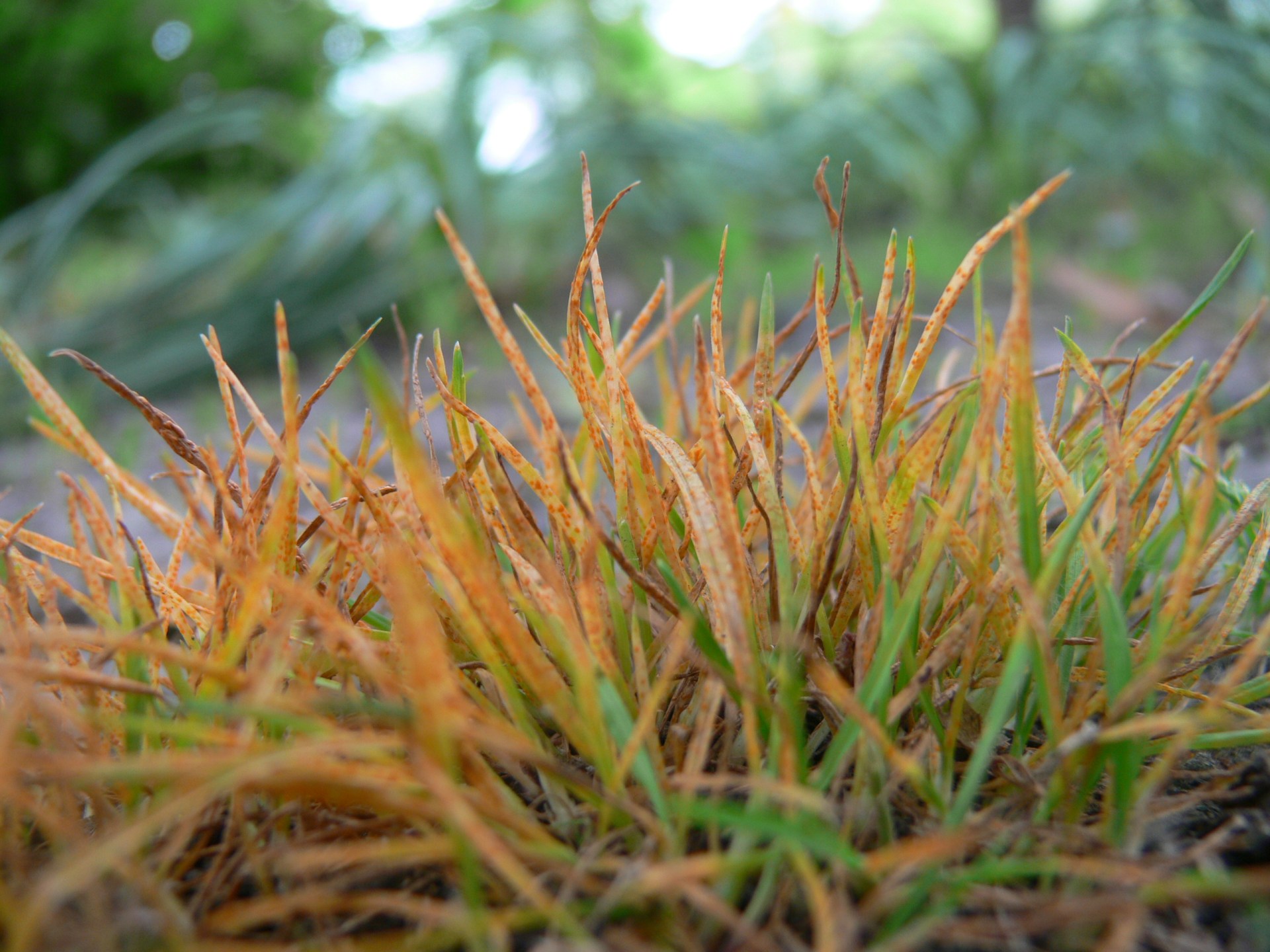 web bible plants ivraie lollium ©Wikimedia