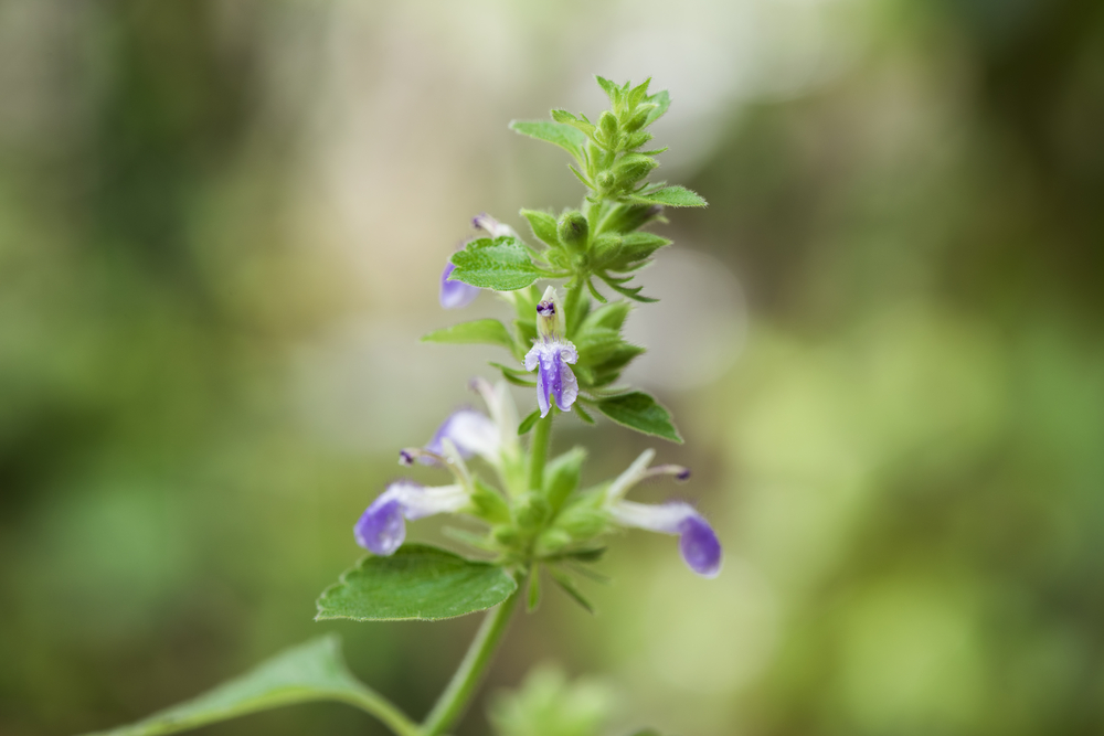 web bible plants nard himalaya ©Wasanajai:Shutterstock