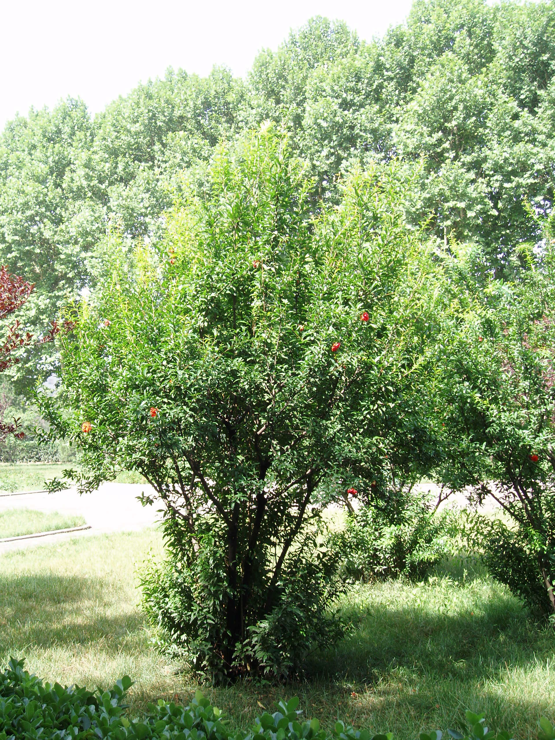 web bible plants Punica Granatum ©Wikimedia