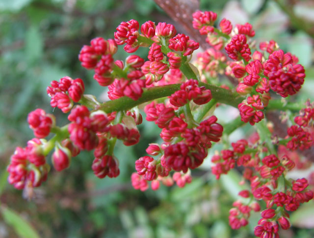 web bible plants terebitnhe pistache ©Wikimedia