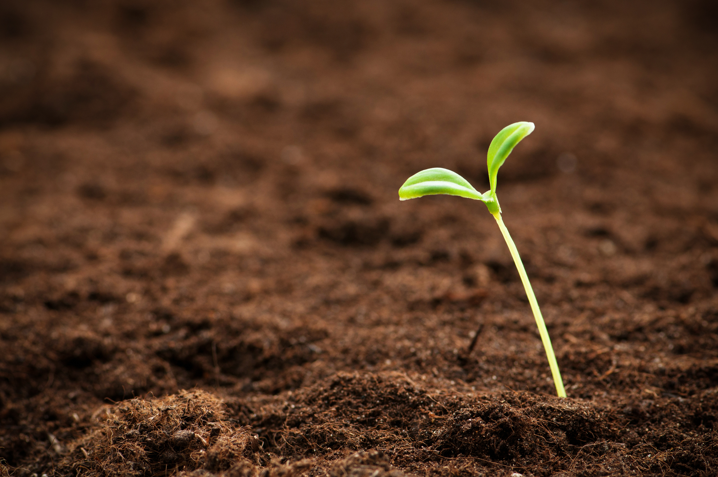 WEB-SHUTE-SPROUT-SEED-GROWTH–Elnur-Shutterstock_68669419
