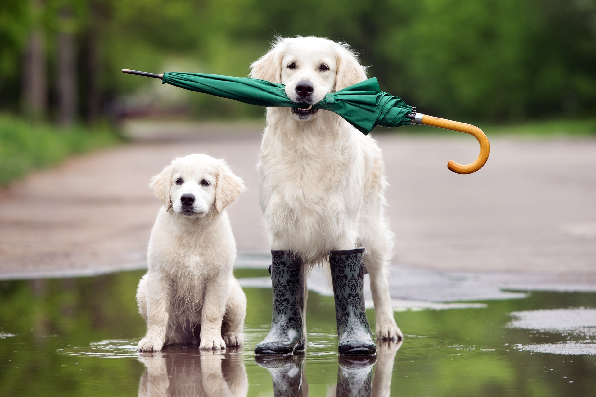 WEB-UMBRELLA-DOGS-otsphoto-Shutterstock_421092781