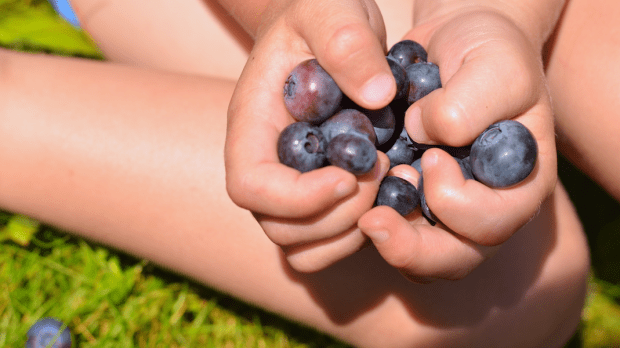 child blueberries