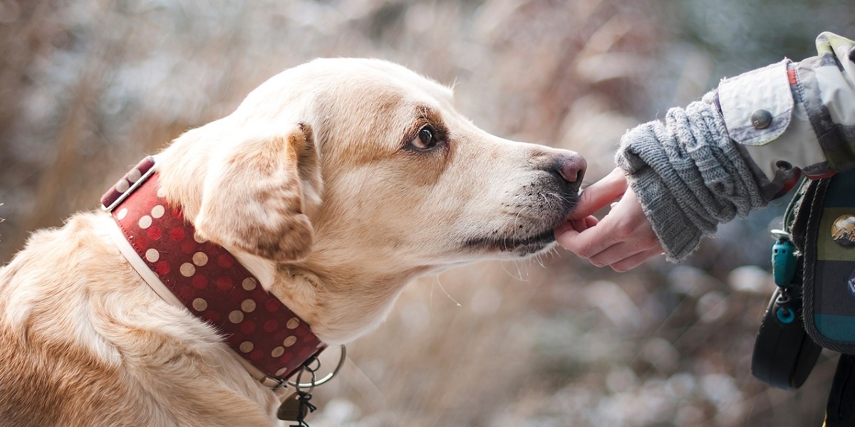 dog hand pet