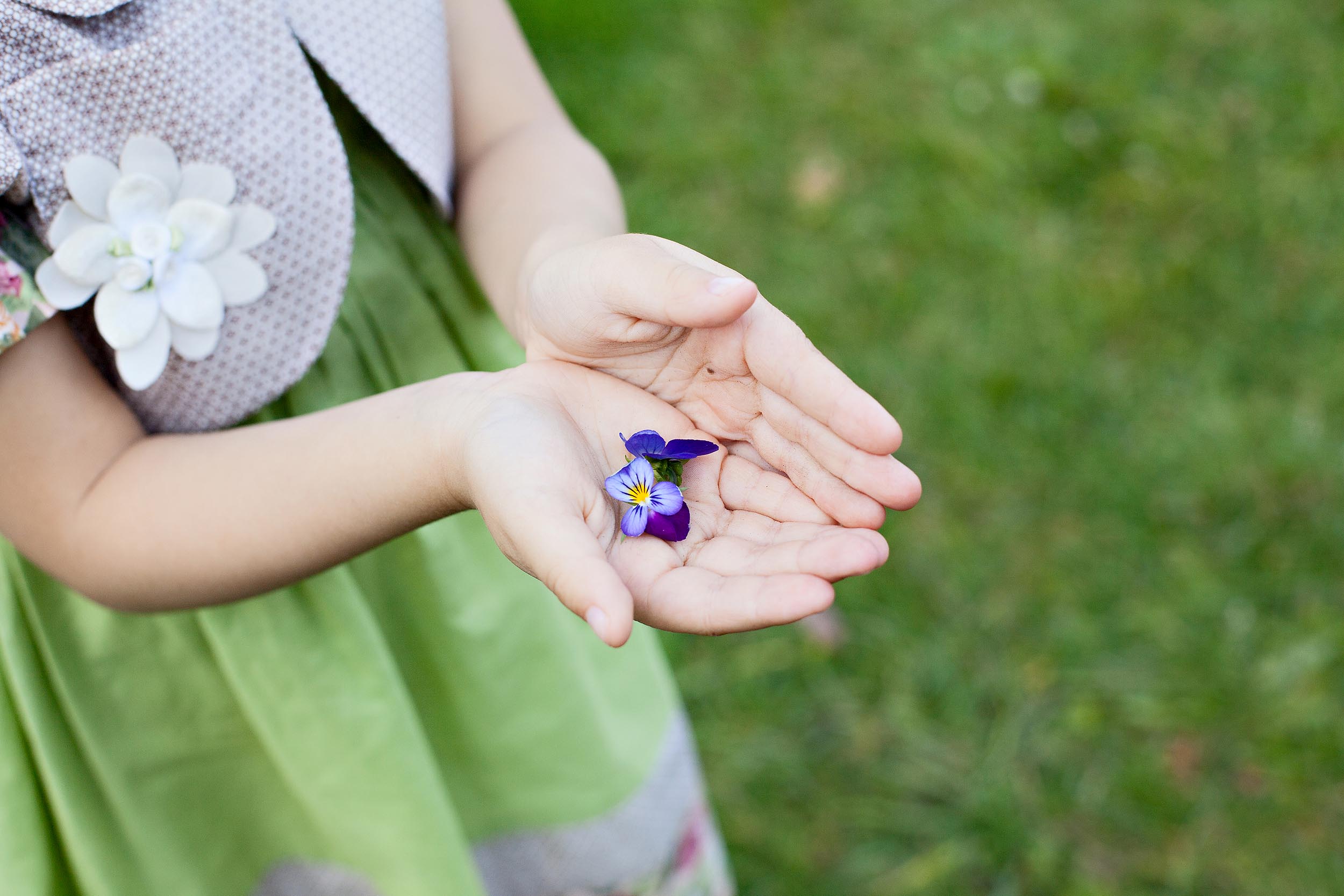 WEB HANDS HOLDING PANSIES PURPLE FLOWERS CHILD Shutterstock
