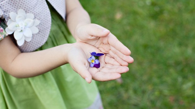 WEB HANDS HOLDING PANSIES PURPLE FLOWERS CHILD Shutterstock
