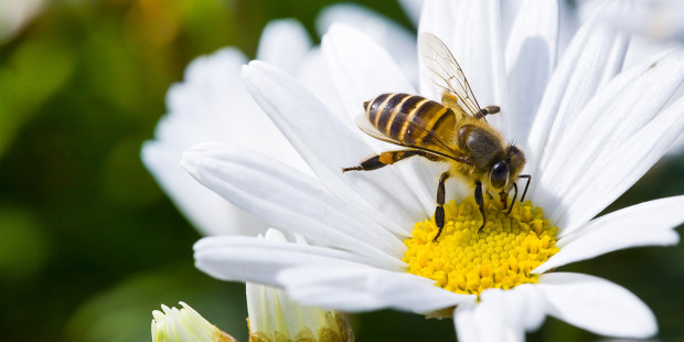 web3-bee-honey-pollen-flower-nature-insect-shutterstock_330159362-shutterstock