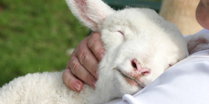 WEB3-SHEEP-SHEPHERD-HOLDING-CARRYING-SMILE-PEACE-COMFORT-shutterstock_64063342-Sue-McDonald-Shutterstock