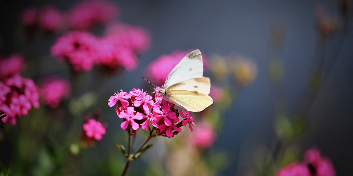 butterfly-flowers
