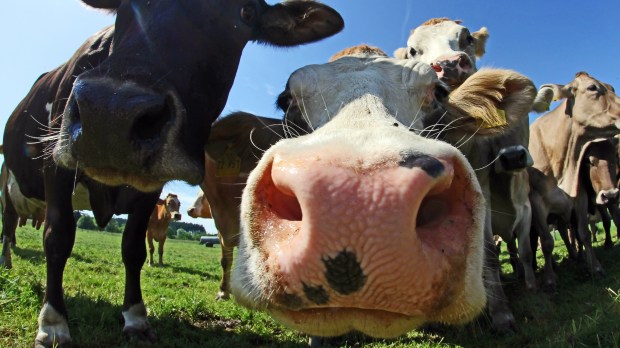 web cow country pasture De Astrid Gast:Shutterstock
