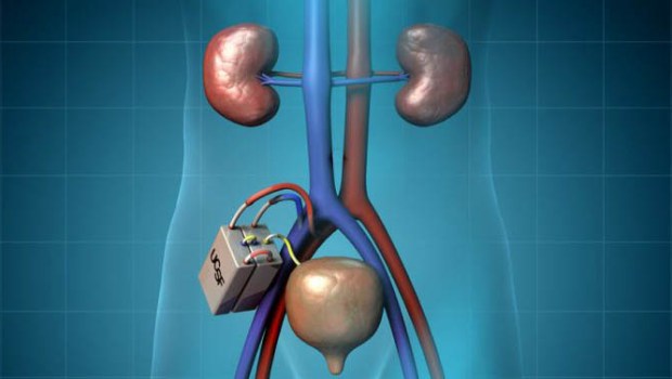KIDNEY