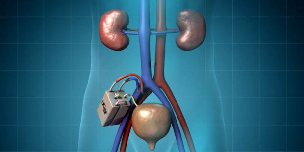 KIDNEY