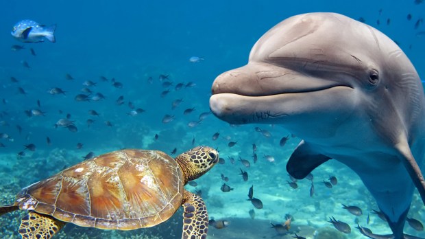 WEB3-DOLPHIN-TURTLE-UNDERWATER-SEALIFE-NATURE-WILD-shutterstock_369692897-Shutterstock