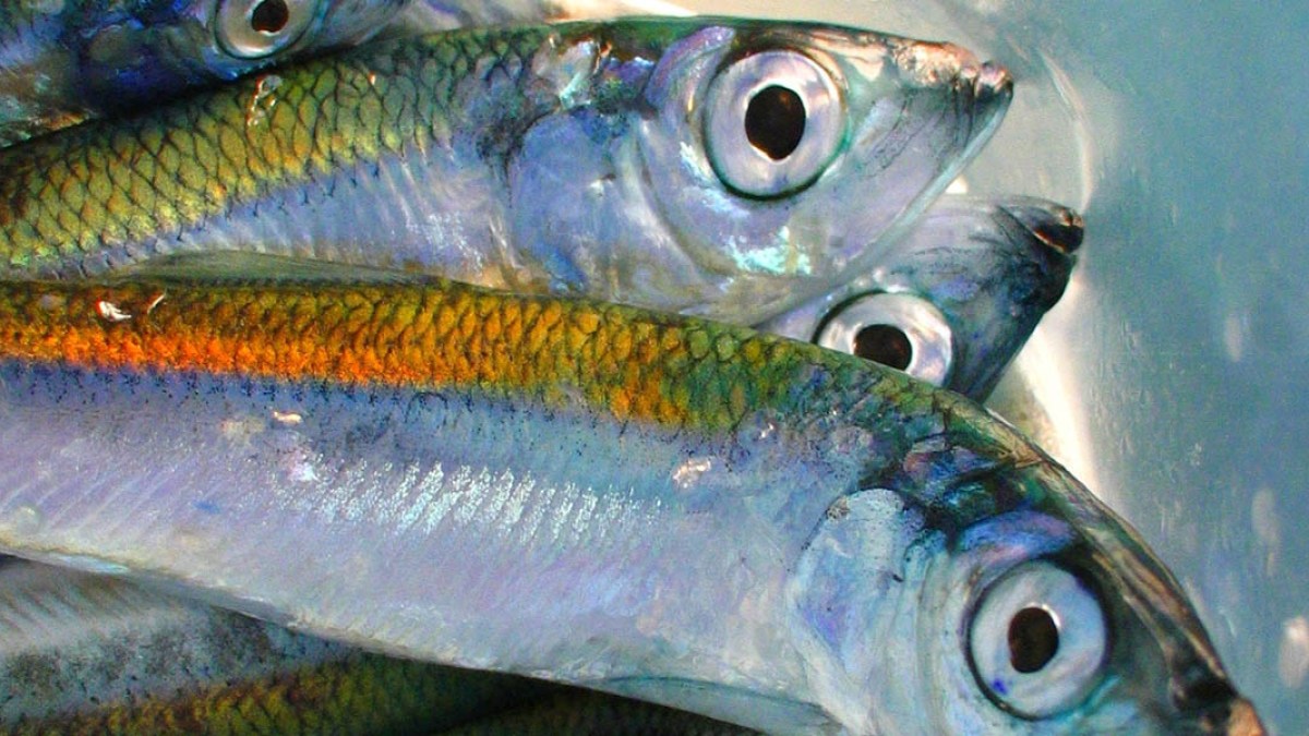 FISH
