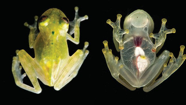 FROG
