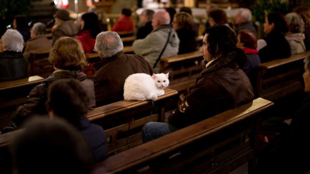 web3-photo-of-the-day-catholic-cat-white-ap_936183652399-ap-photo-emilio-morenatti