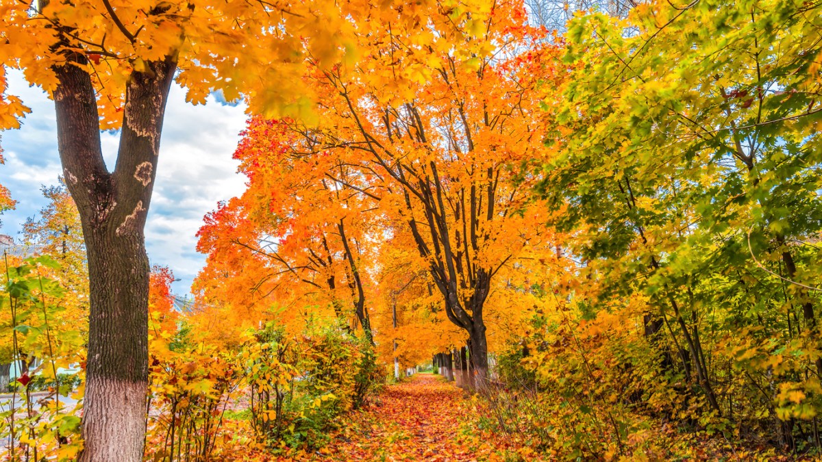 Automne