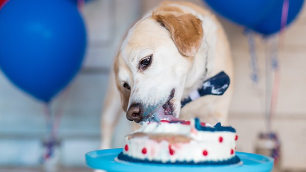 WEB3 DOG EATING CAKE BIRTHDAY LAB CAKE SMASH Shutterstock